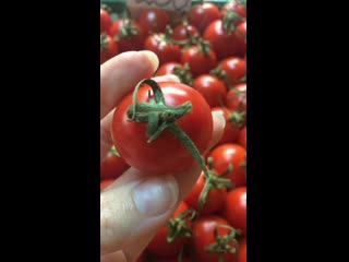 Томаты red cherries