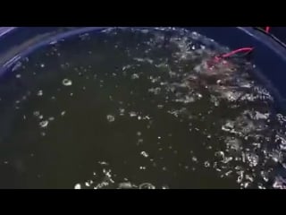 Wild discus from amazon