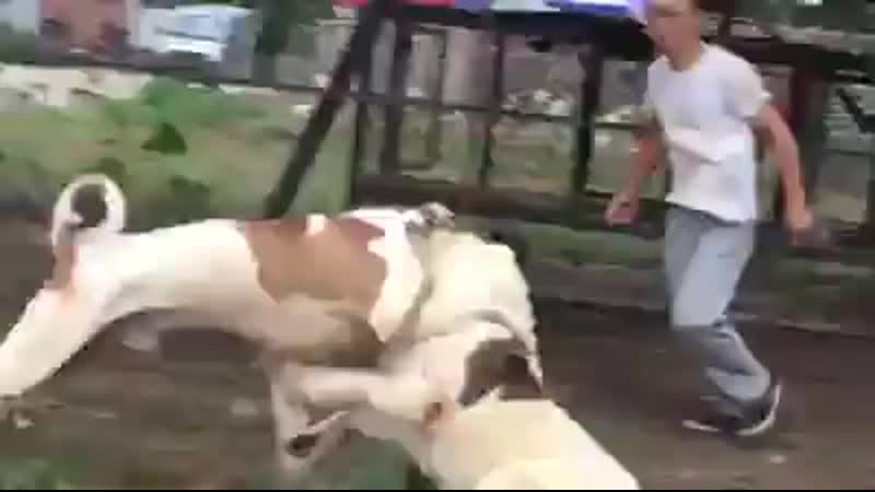 Булли кутта микс сао vs сао