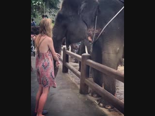 🐉🌺🐉 never not missing bali reflecting on the moments that made me truly happy in life communing with gentle creatures and allo