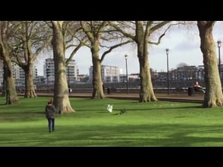 Rare footage of a wild chair attemping to chase down its prety