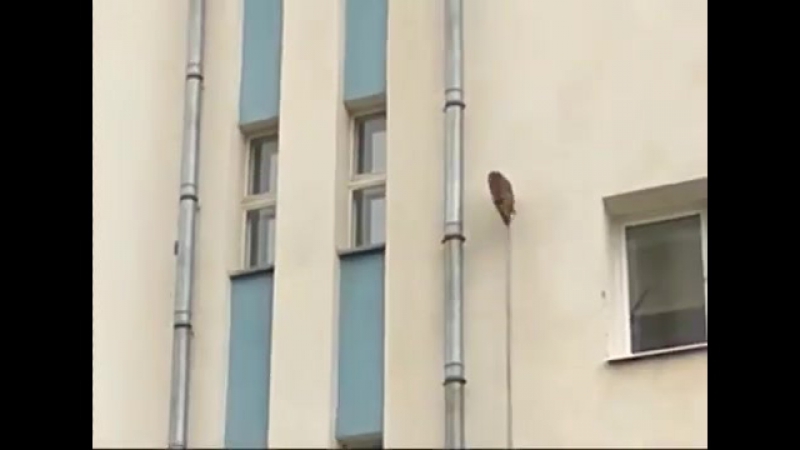 Ловили обезьянку