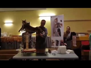 Assol agneria of firest rich