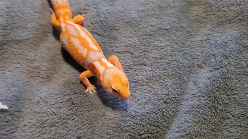 [yoll] распакоа геккона пузырька больше оранжевого богам оранжевого!