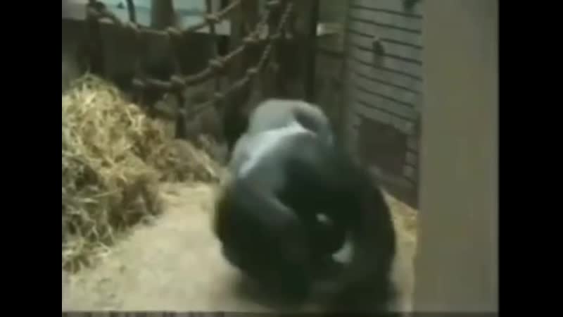 Обезьяна флексит под моргенштерна