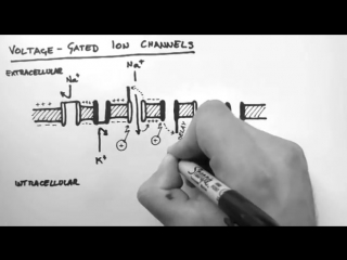 Action potentials 2 voltage gated ion channels