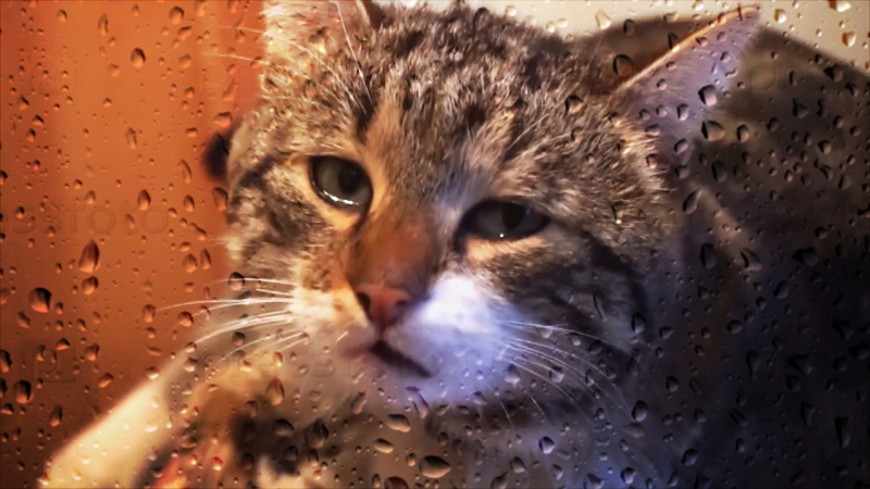 Кот обиделся