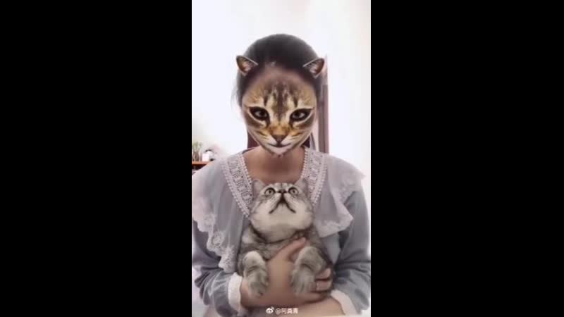 Коты в замешательстве