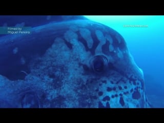 Divers dwarfed by enormous sunfish