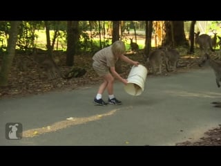 Bindi robert irwin feature kangaroos (amy) growing up wild