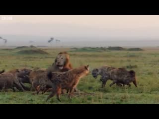 Lion porn by clan of hyenas= save me xxxtentacion