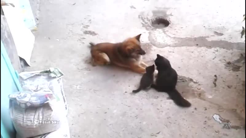 Кошка знакомит своих котят с лучшей подругой, живущей по соседству