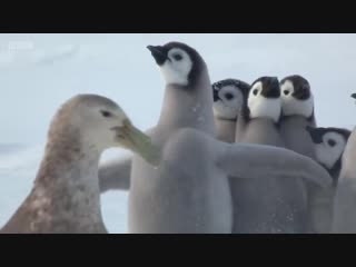 🔥 a group of emperor penguin chicks are saved from a giant petrel by an unlikely hero, an adélie penguin! 🐧