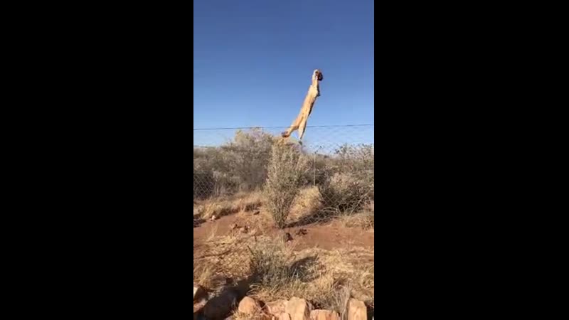 Маловат заборчик