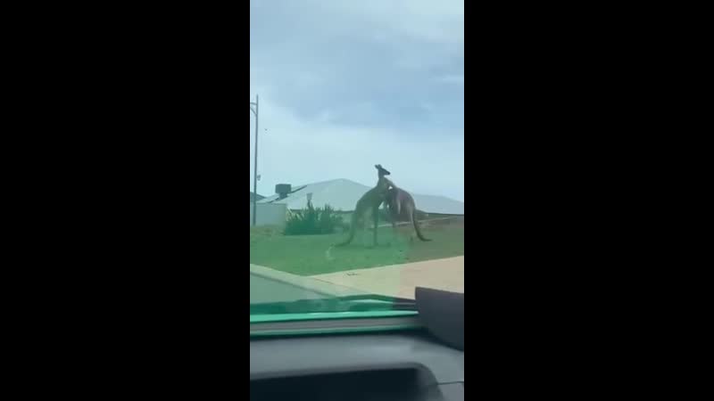 Австралийские уличные разборки