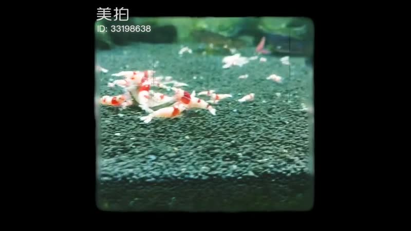 Zhu zanjin архивная живность креветки