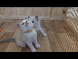 Luxurydolls andy caine clever & adam cutie