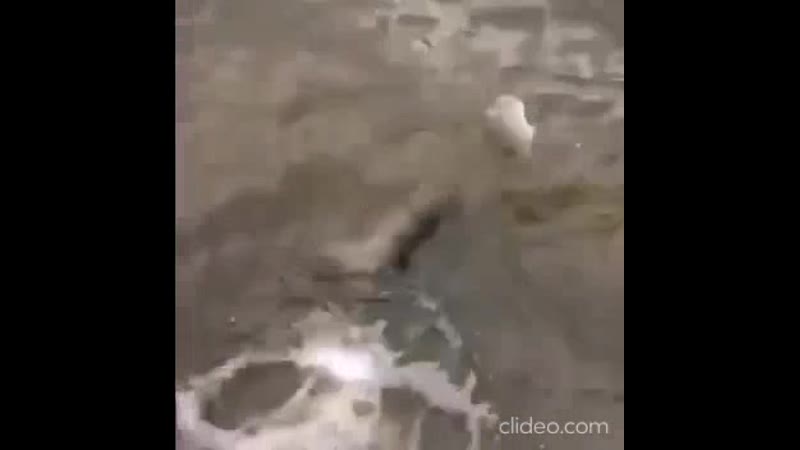 Рядом с кремлем москвич поймал сома