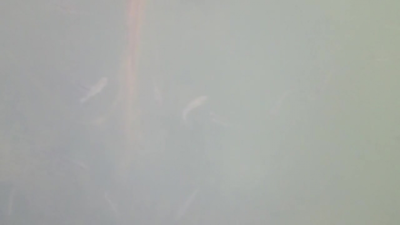 Спиннинг с лодки дубна тест sony z1 под водой