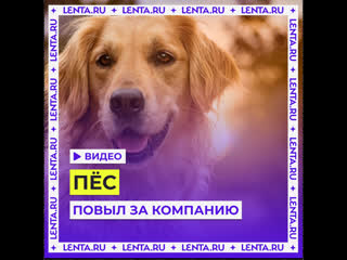 Пёс воет с другом