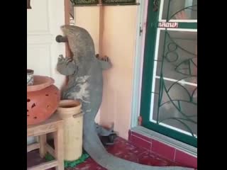 Дайте попить, а то так кушать хочется, что переночевать негде (vhs video)