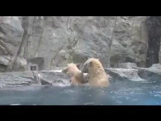 Медвежонок упал в воду baby bear tries to climb out of the water