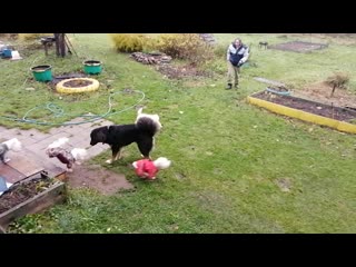 Vid 20201030 091429 mp4