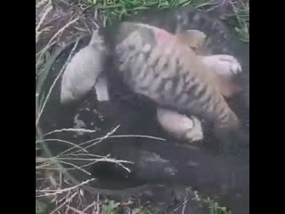 Отличный утренний улов👍👍