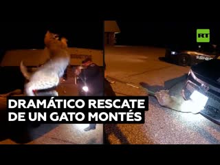 Dramático rescate de un gato montés atrapado en la rejilla delantera de un coche