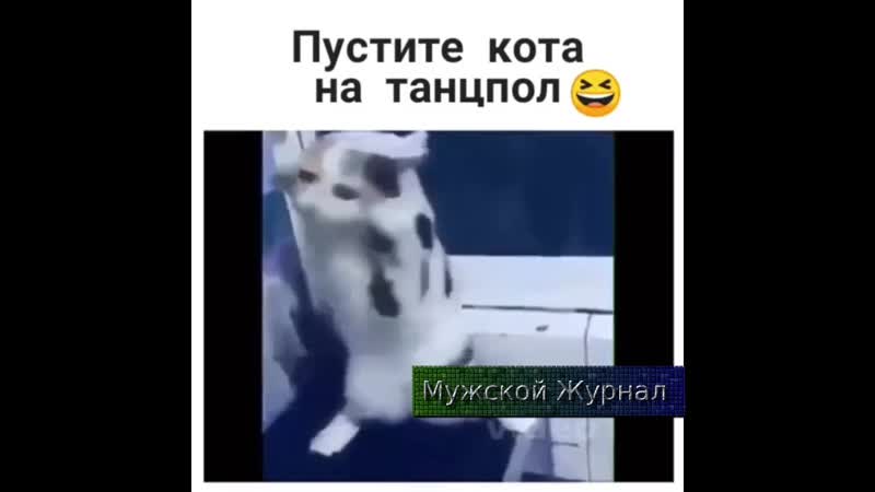 Пустите кота на танцпол