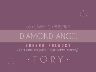 Jch ch diamond angel srebro polnocy