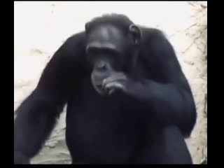 Monkey smoking to bladee