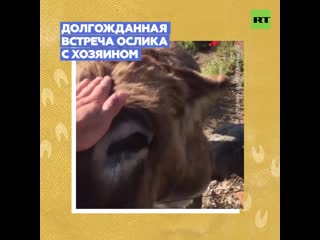 Трогательная встреча испанца со своим питомцем