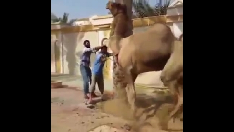 Арабы режут верблюда