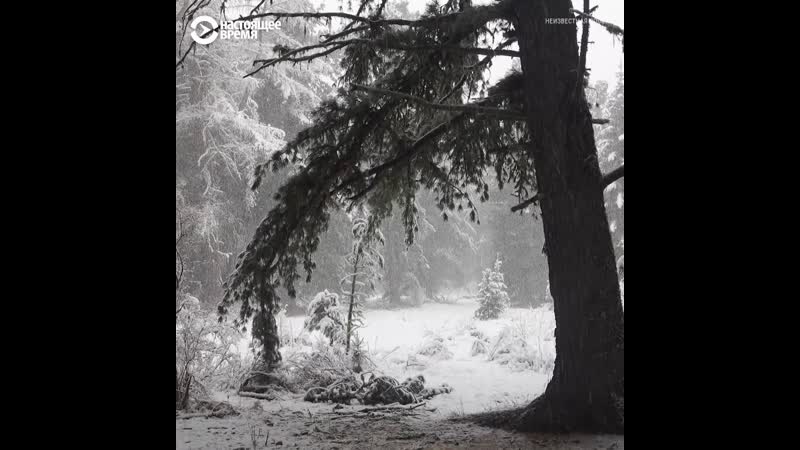 Кто зарабатывает миллионы на ореховой лихорадке на алтае