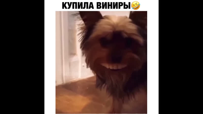 Купила виниры