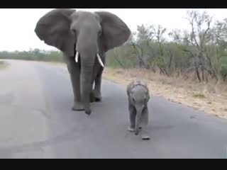 🔥 mother elephant protects calf from tourists