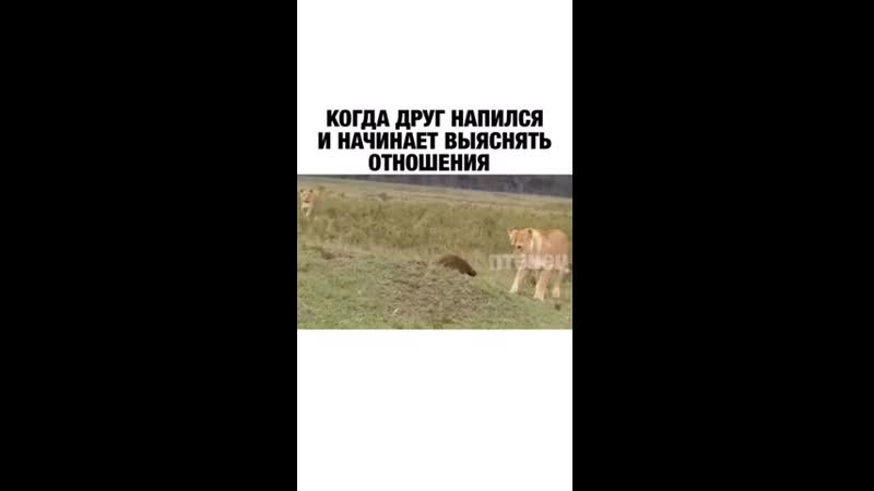 Владыка медоед!