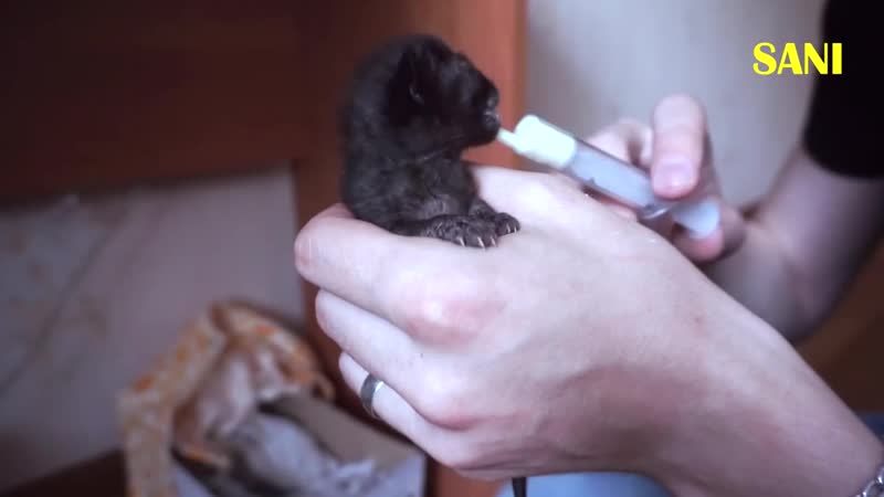 [sanishow] спасение новорожденного котенка полная версия (english subtitles) / sani vlog