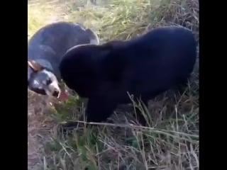 Meanwhile in brasil, when u let your dog out and he came with a friend