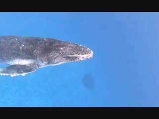 The incredible moment a baby humpback whale races from the depths and breaches in spectacular style