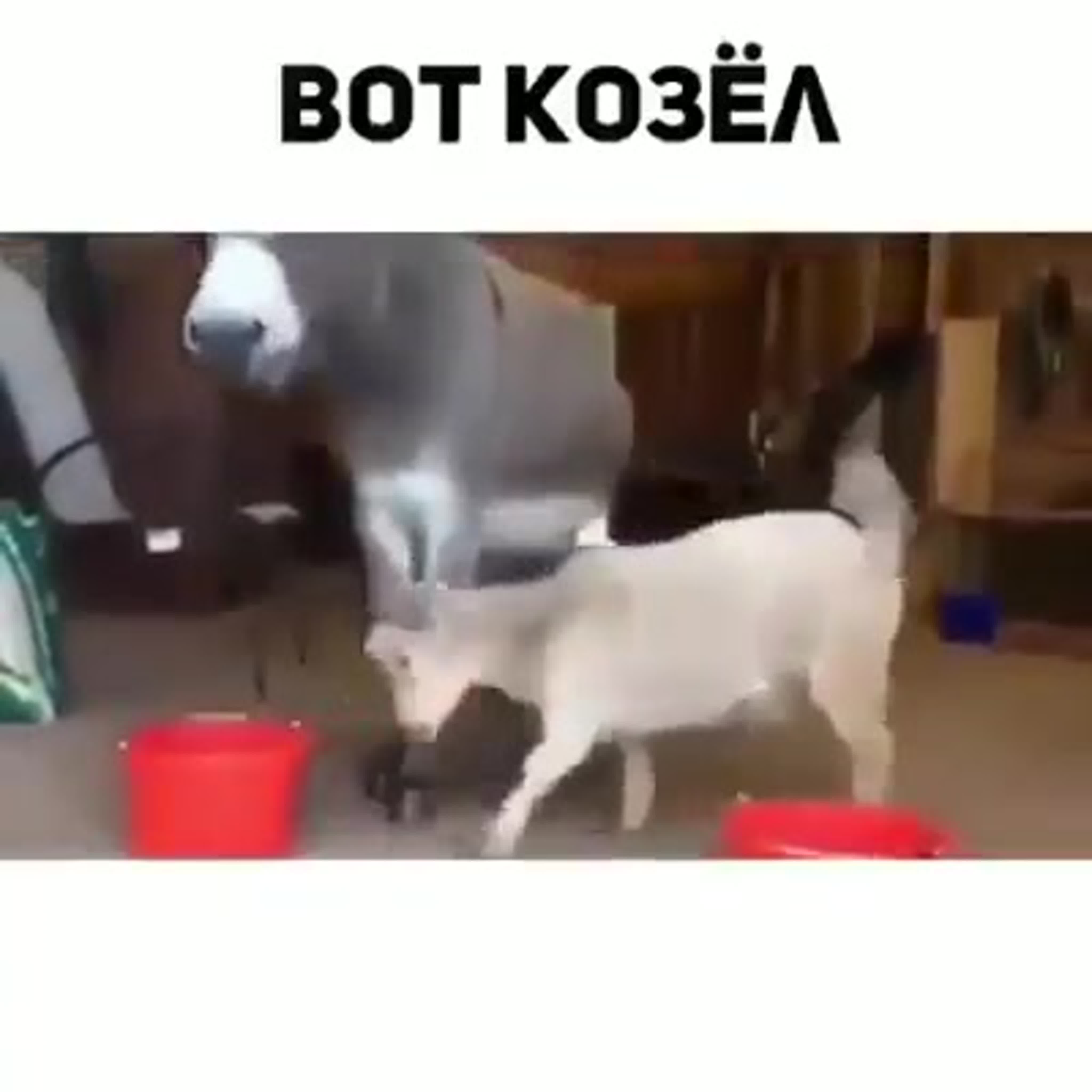 Вот козел ))