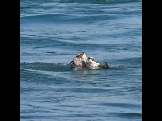 Incredible osprey dive 8x slowmo