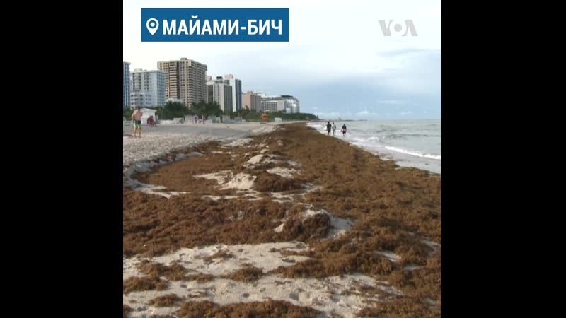 Водоросли на майами бич