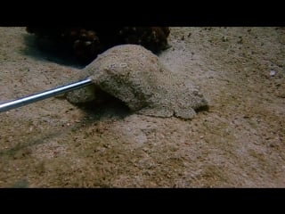 Тайский массаж для камбалы | дайвинг в паттайе