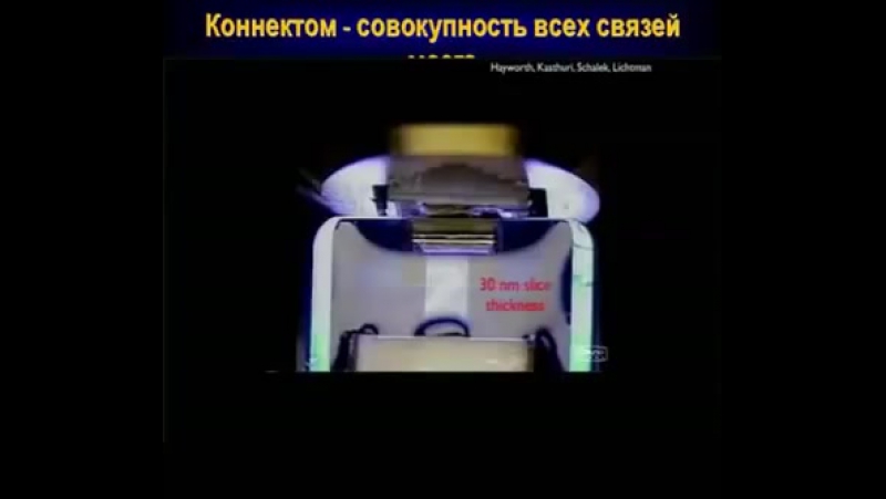 Анохин константин как воссоздать мозг человека