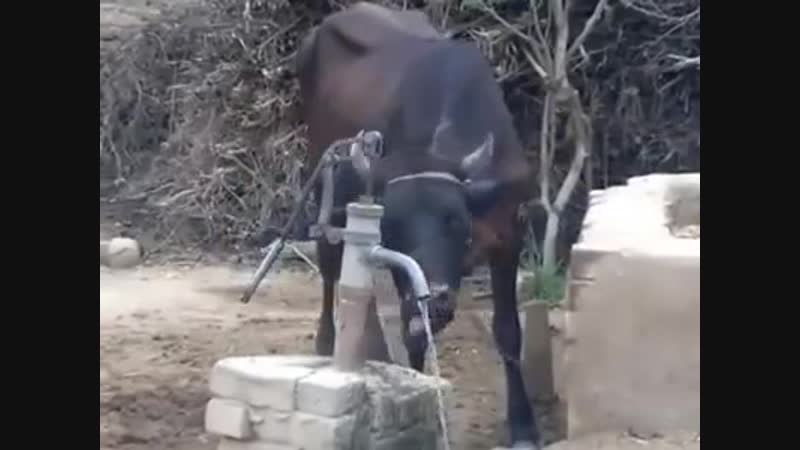 Хочешь пить умей вертеться (vhs video)