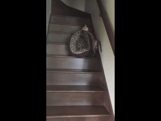 Cat moving her bed, guess she is tired of little kittens bothering her