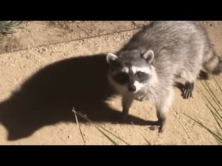 Racoon webm