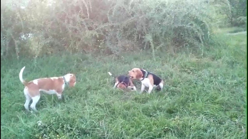 Бигли развлекаются перед сном